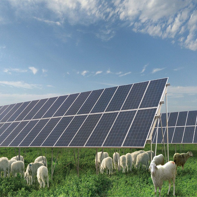 Malasia ha anunciado un ambicioso proyecto ganadero fotovoltaico agrícola de 1 gw